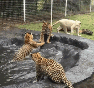 c7mW5MF.gif