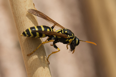 wasp-1329562_400.jpg