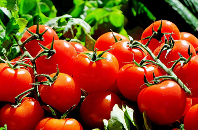 tomatoes-1280859_400.jpg