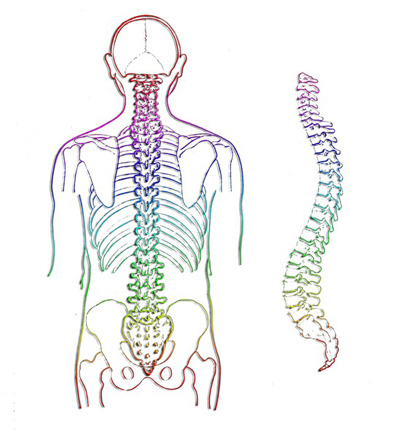 spine-257870_400.jpg