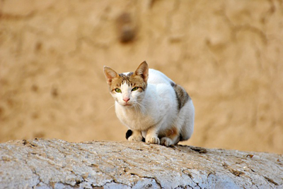 cat-72568_400.jpg