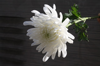 chrysanthemum-1628511_400.jpg