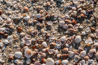 seashells-539784_400.jpg
