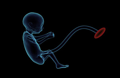 fetus-1788082_400.jpg