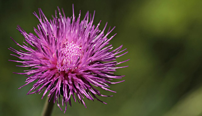 thistle-2416587_400.jpg