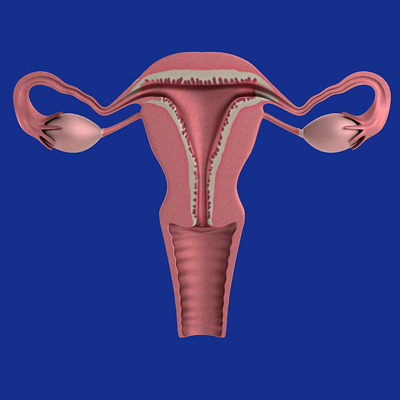 uterus-1089344_400.jpg