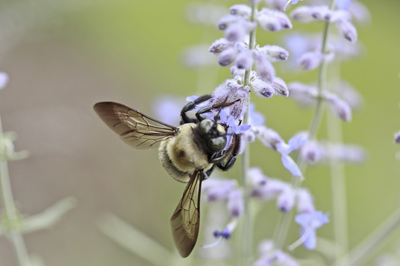 bee-1722782_400.jpg